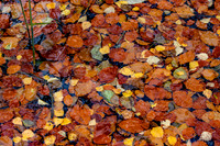 Autumn Leaves on Water_2578-90D-autumn