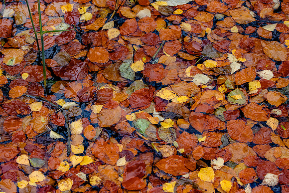 Autumn Leaves on Water_2578-90D-autumn