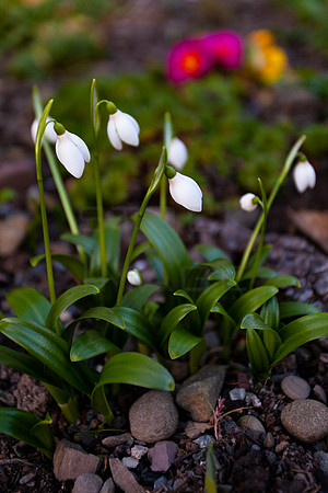 First Garden Snowdrops_7649-5D_local