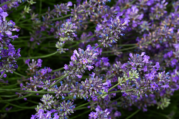 Lavendar_2821-5DM111