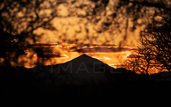 Ben Lomond Sunset through Trees_8492-90D
