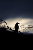 Watching_7633