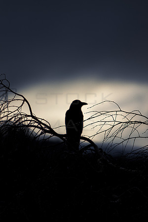 Watching_7633
