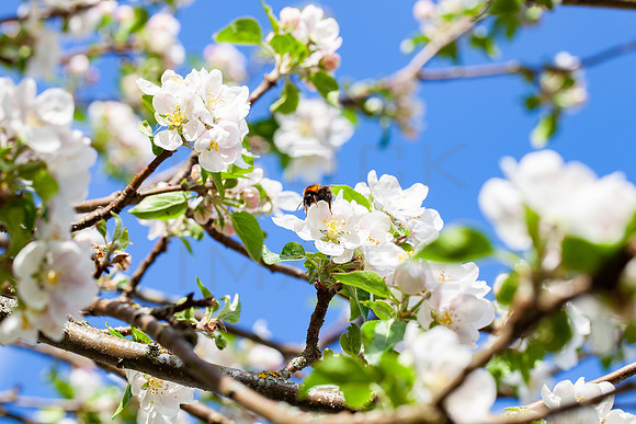 Bee on Apple Blossom_9848-spring