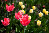 Tulips in Red and Yellow_9787