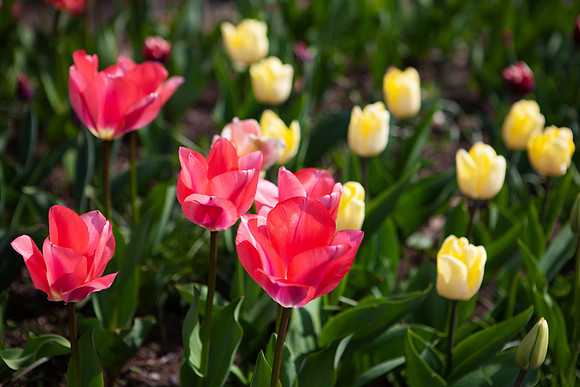 Tulips in Red and Yellow_9787