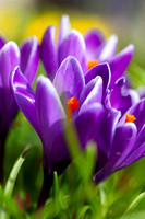 Crocuses Rising_8038-5D