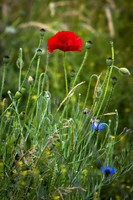 Proud Poppy_4956_90D-2