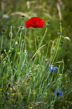 Proud Poppy_4956_90D-2