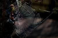 Spider Web_8267
