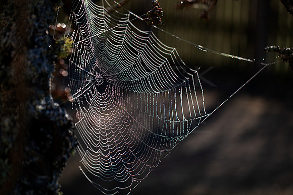 Spider Web_8267