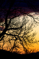 Sunset Branches_8509-90D