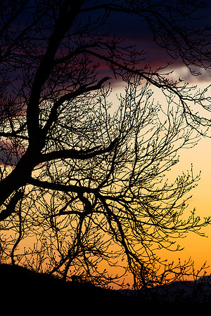 Sunset Branches_8509-90D