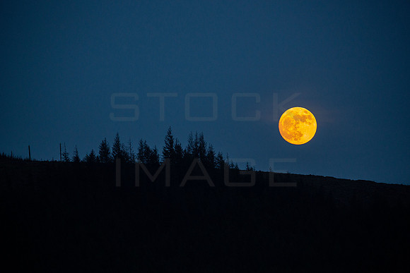 May Flower Moon-2025_2496-5D111