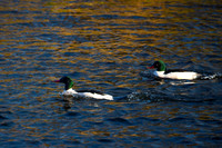 Common Merganser_1939