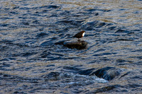 Dipper-on-rock_8205