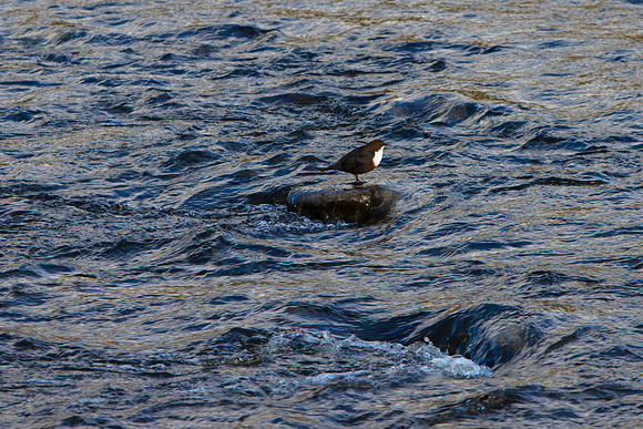 Dipper-on-rock_8205