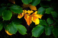 First Sign of Autumn_9250-90D