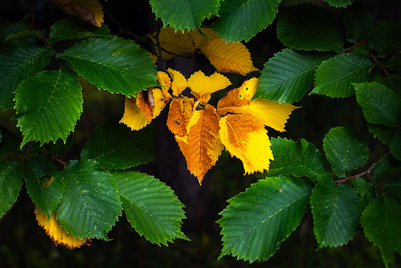 First Sign of Autumn_9250-90D