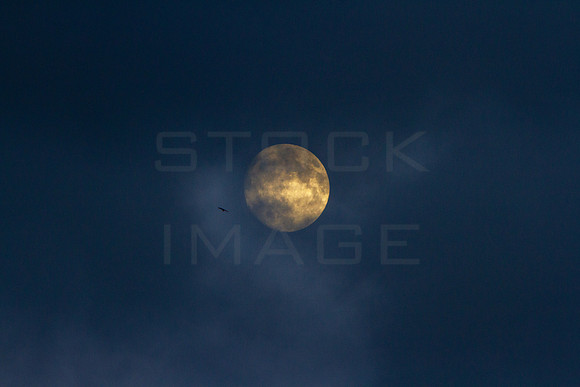 Moon Fly By_1384