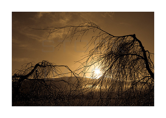 Winter Gold_A3_print