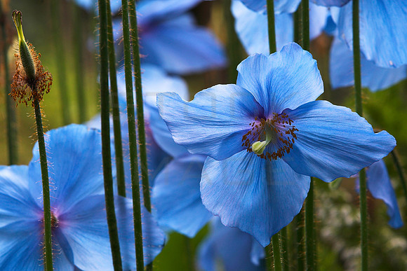 Blue Poppies_5676