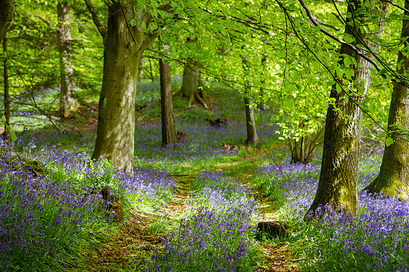 Track through Bluebell Woods_4060-7D