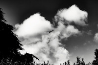 Fly Away_8672-90D