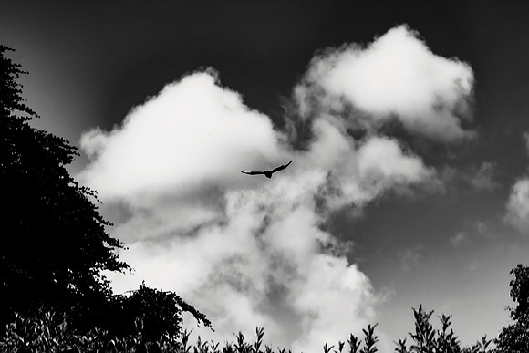 Fly Away_8672-90D
