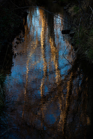 Tree Reflection_8237-5D-local