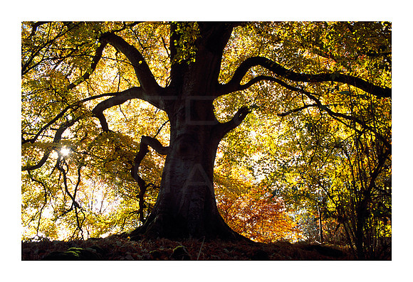 Tree Spirit_A3_print