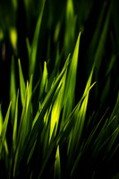 Green Fire_8662-90D