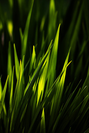 Green Fire_8662-90D