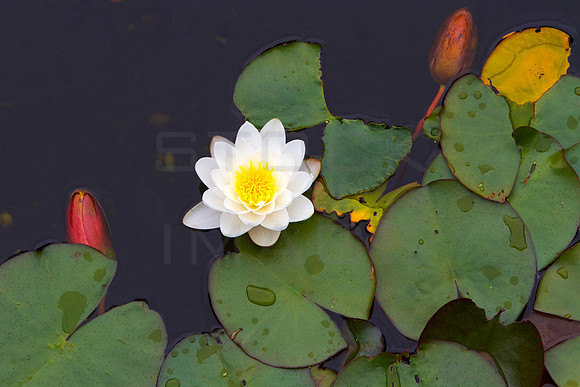 Lilies in the Pond_9477
