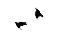 Crows-in-flight_1947