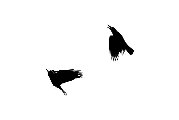 Crows-in-flight_1947