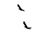 Crows-in-flight_1946