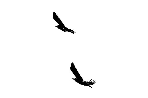 Crows-in-flight_1946