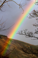 Rainbow through Trees_8981-7D-local