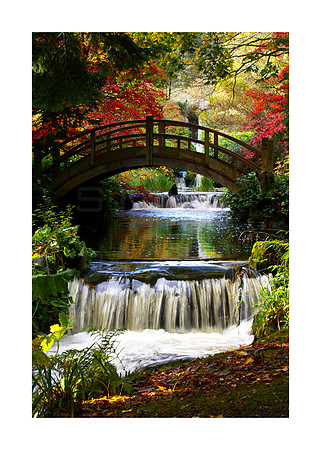 Japanese Bridge at Stobo in Autumn_2248_A3_print