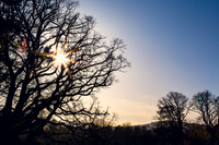 Winter Sun through Tree_1120-5D111