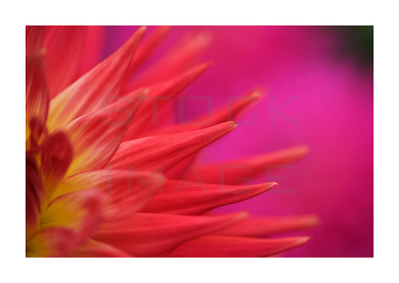 Pointing to Mauve_9652_A3_print