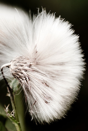 Fluffy Seed Head_2066