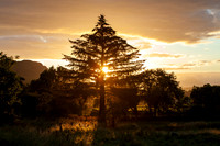 Sunset Behind Fir Tree_1505_5D