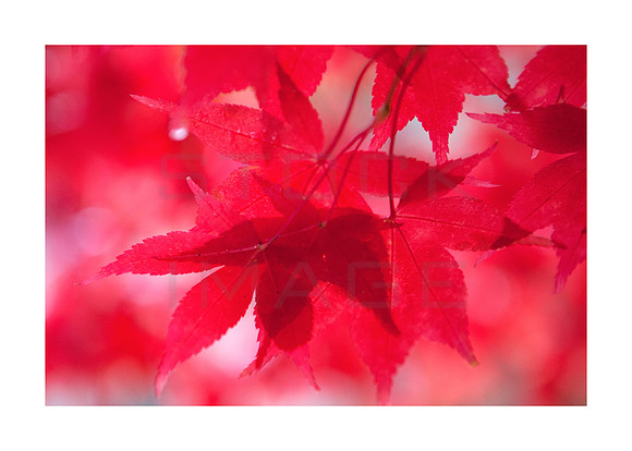 Soft Pinks_2_1636_A3_print