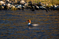 Goosander_1937
