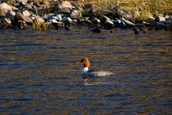 Goosander_1937