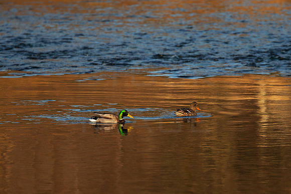 Mallard-Male-and-Female_1970