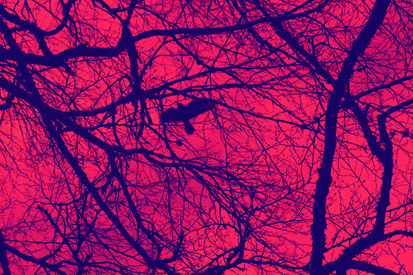 Entanglement of Freedom_8539-7D-local