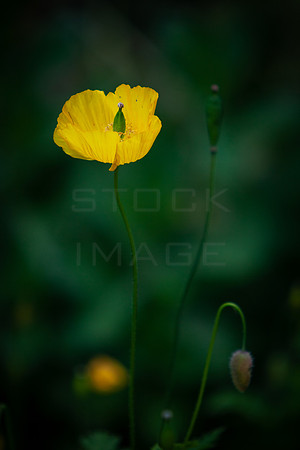 Yellow Poppy on Green_0272